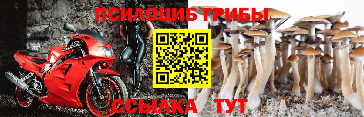 Псилоцибиновые грибы Psilocybe Россия